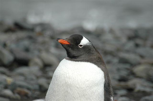 Antarktis045.jpg