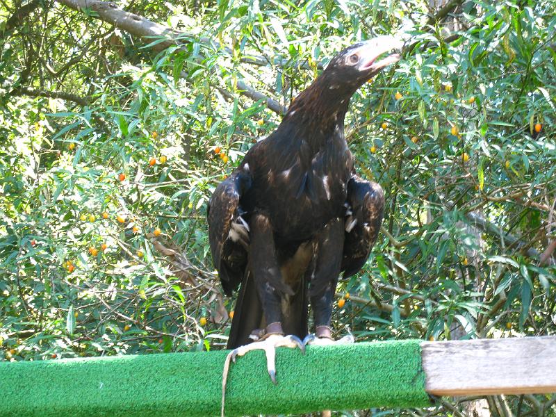 IMG_4927.JPG - Rovfugle, Healesville Sanctuary