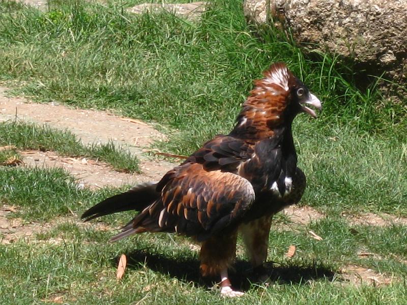 IMG_4949.JPG - Rovfugle, Healesville Sanctuary