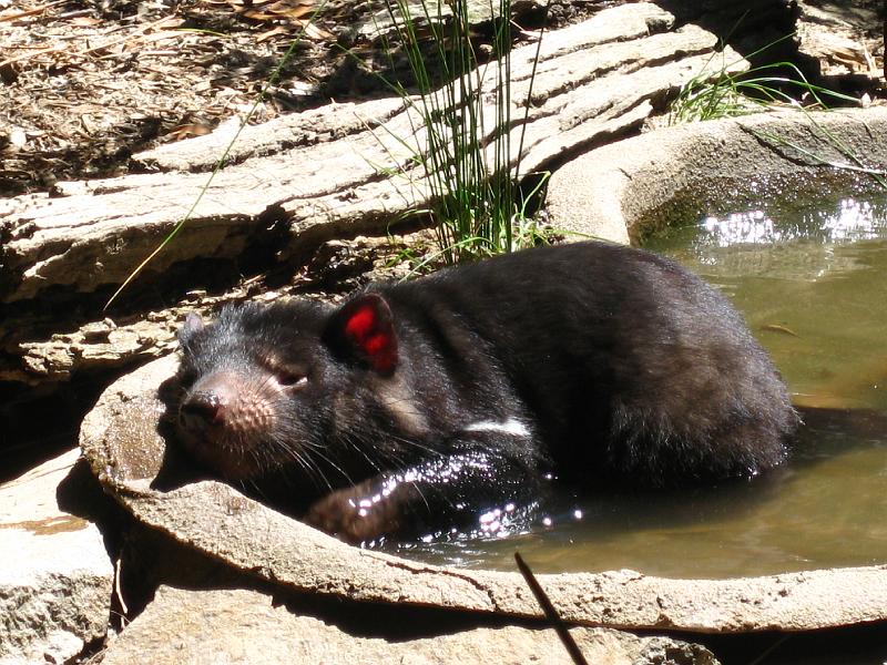 IMG_4986.JPG - Tasmansk djævel, Healesville Sanctuary