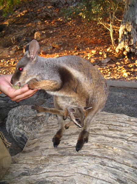 IMG_5813.JPG - Rock Wallaby, Alice Springs