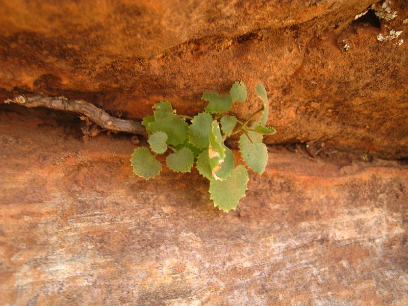 IMG_6220.JPG - Kings Canyon