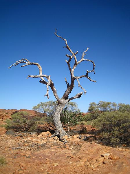 IMG_6297.JPG - Kings Canyon