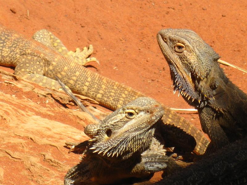 IMG_6341.JPG - Bearded dragons i Alice Springs