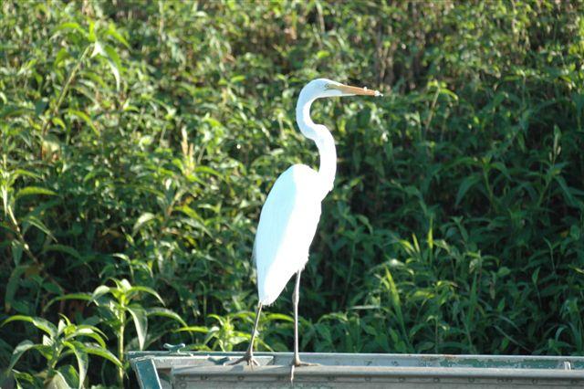 DSC_2531.JPG