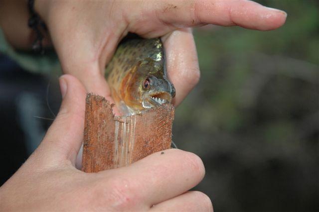 DSC_1607.jpg
