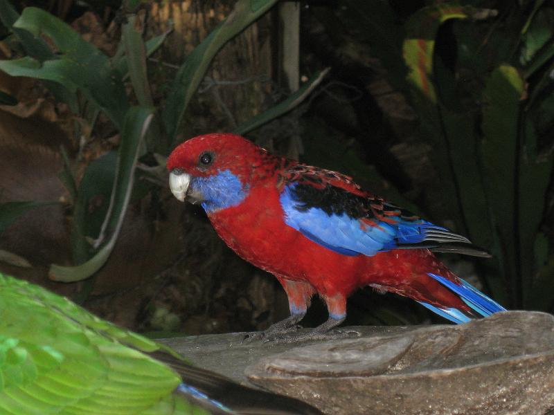 IMG_6608.JPG - Crimson rosella, South Durras