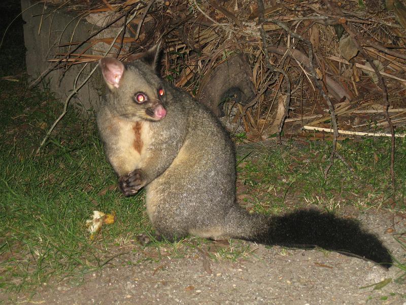 IMG_6657.JPG - Pungrotte, South Durras