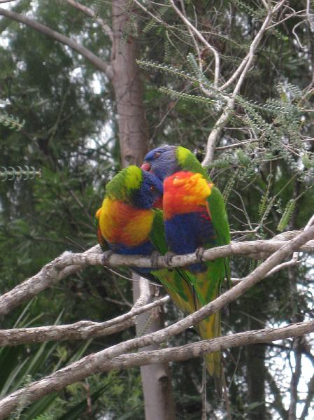 IMG_6702.JPG - Lorakeets, South Durras
