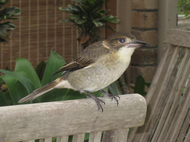 IMG_6740.JPG - South Durras