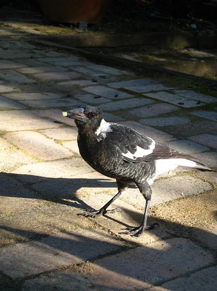 IMG_6805.JPG - Magpie